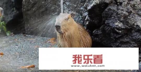 国内有哪些可以猎杀的野生动物？狩猎场里一般会有哪些动物？