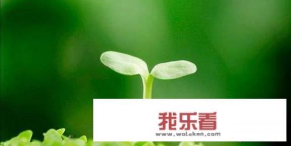 绿色壁纸护眼吗？