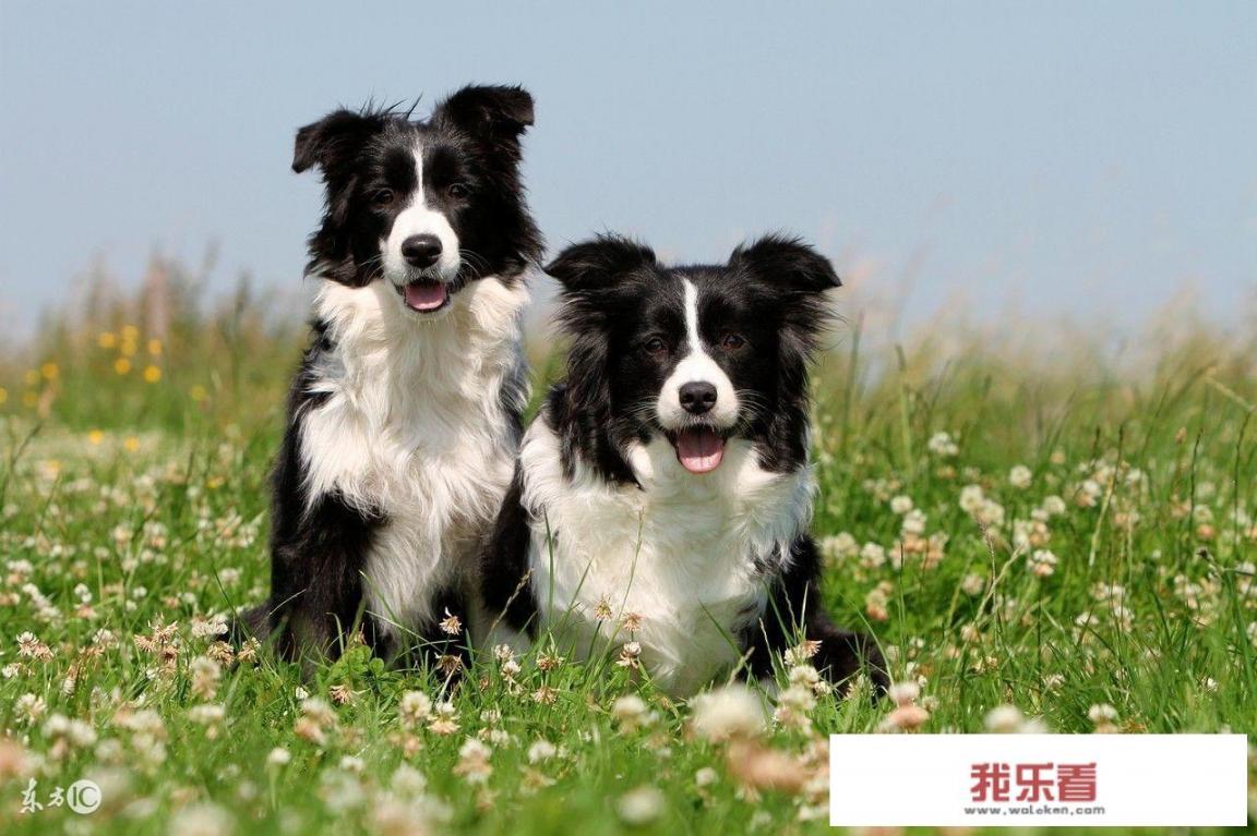 有人说边境牧羊犬不适合家养，是这样吗？