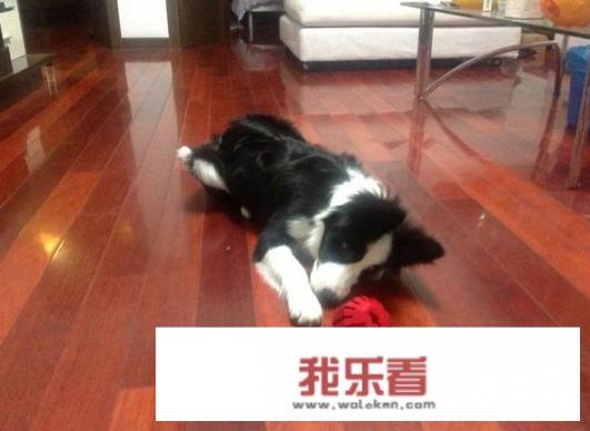 有人说边境牧羊犬不适合家养，是这样吗？