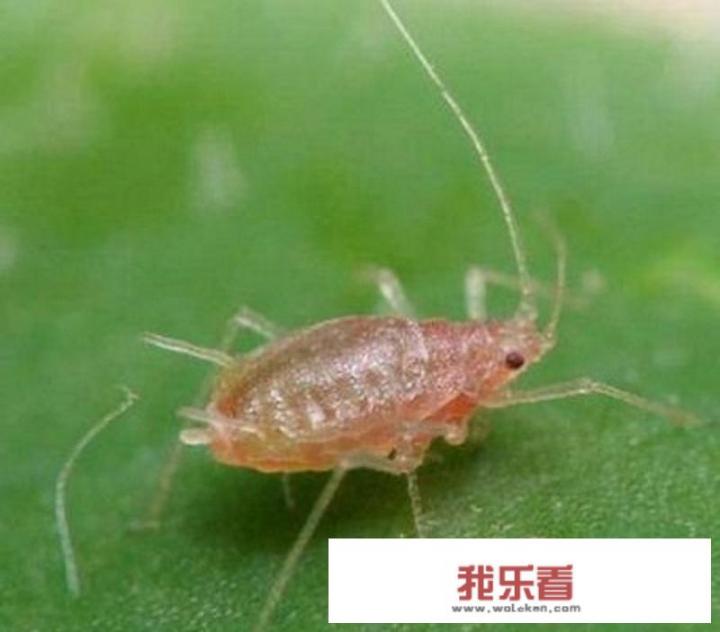 南瓜种植中遇到天气高温和干旱，如何防治蚜虫？