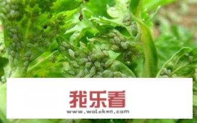 南瓜种植中遇到天气高温和干旱，如何防治蚜虫？