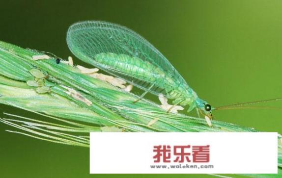 南瓜种植中遇到天气高温和干旱，如何防治蚜虫？