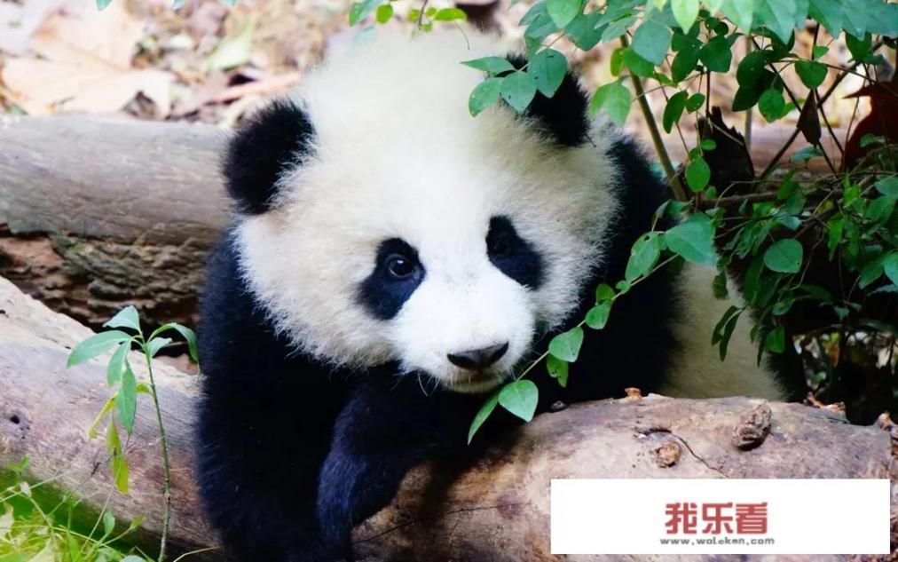 熊猫乐园旅游文案？