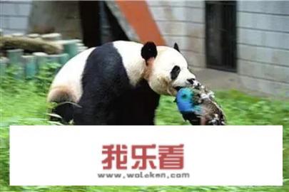 熊猫乐园旅游文案？