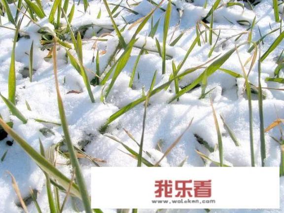 日照四九头，来年不用愁！天气偏暖，春节不冷了？农谚上有说吗？