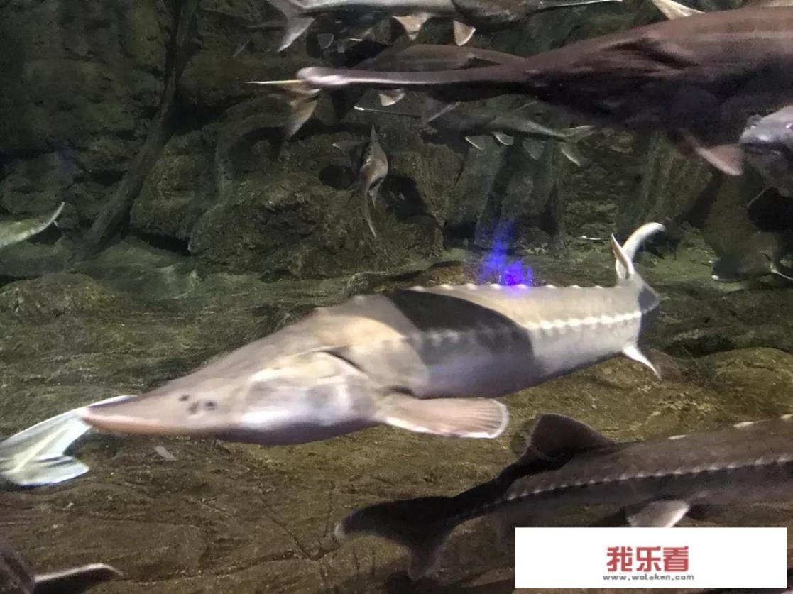 杭州海洋海底世界哪里好玩？