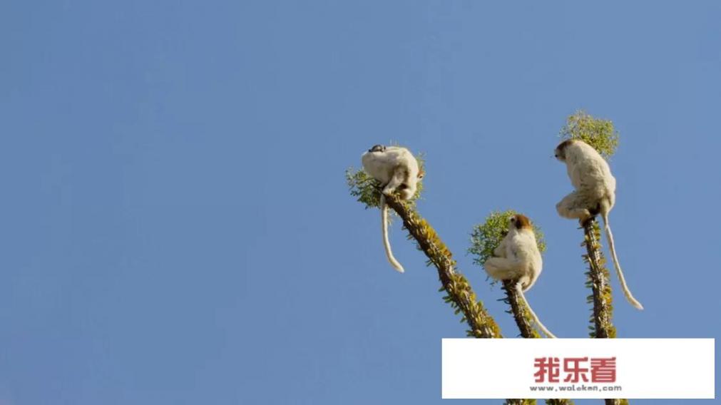 地球脉动第一季解说词？