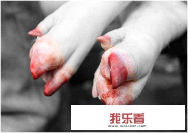 农村杀年猪时，敲掉的“猪趾甲”也有人捡回家，有什么用处吗？