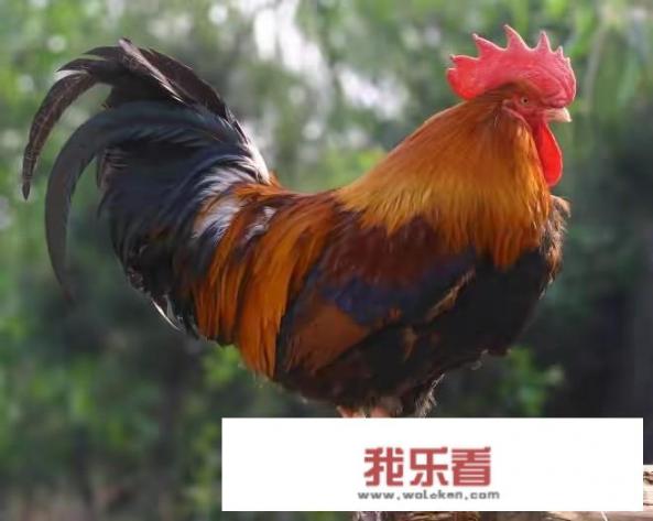 想养1千只大公鸡，鸡舍应该怎么建造？