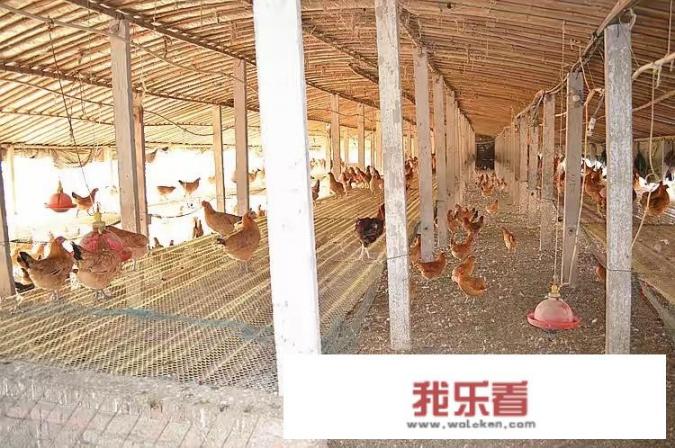 想养1千只大公鸡，鸡舍应该怎么建造？