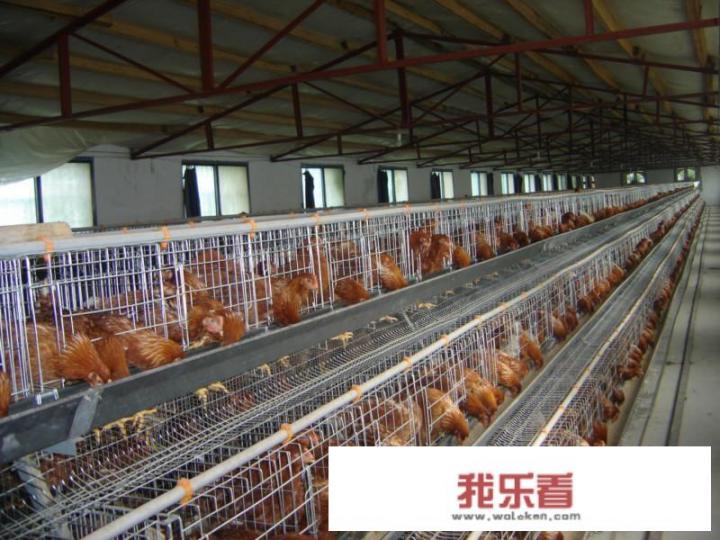 想养1千只大公鸡，鸡舍应该怎么建造？