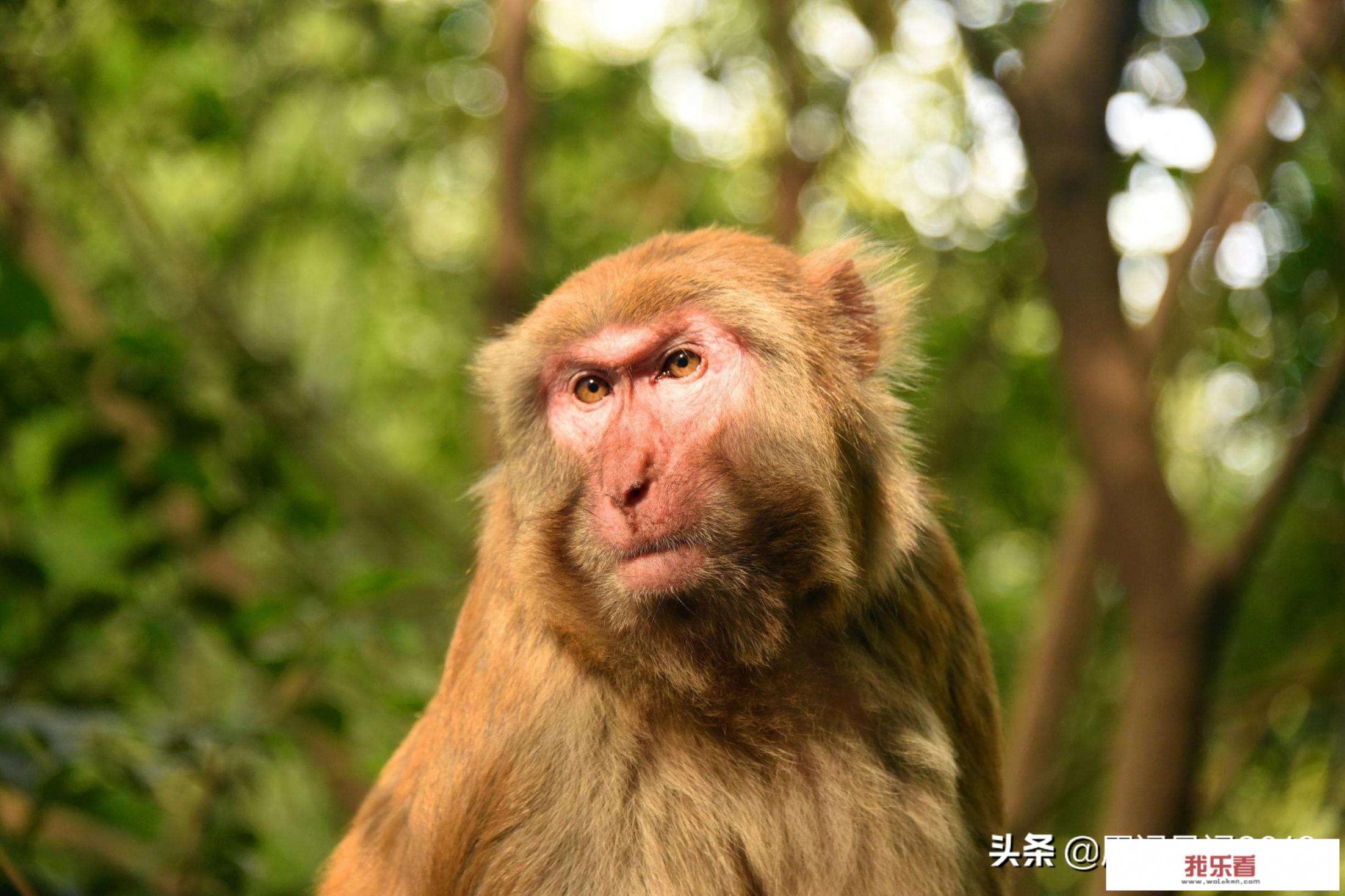 如来讲四猴混世，灵明石猴（悟空）、赤尻马猴、通臂猿猴、六耳猕猴，排在第二的赤尻马猴是个什么鬼？