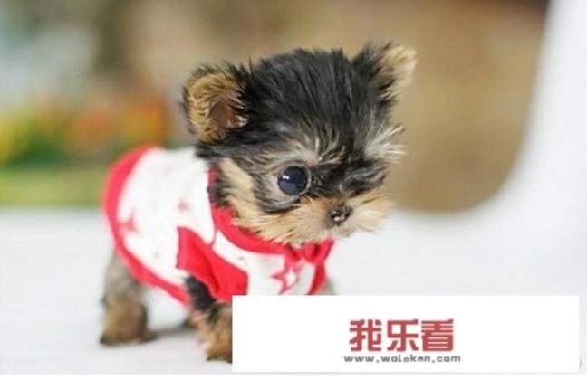 最受欢迎的茶杯犬？