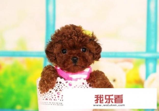 最受欢迎的茶杯犬？