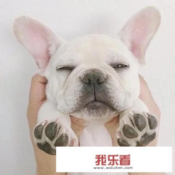 最受欢迎的茶杯犬？
