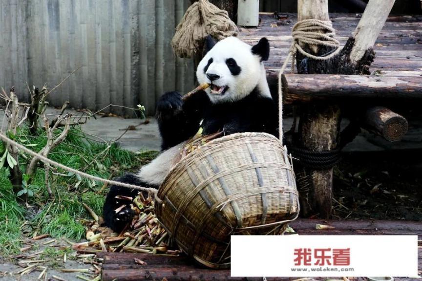 用索尼黑卡M3，能拍摄好成都熊猫基地景区里的熊猫图片吗？