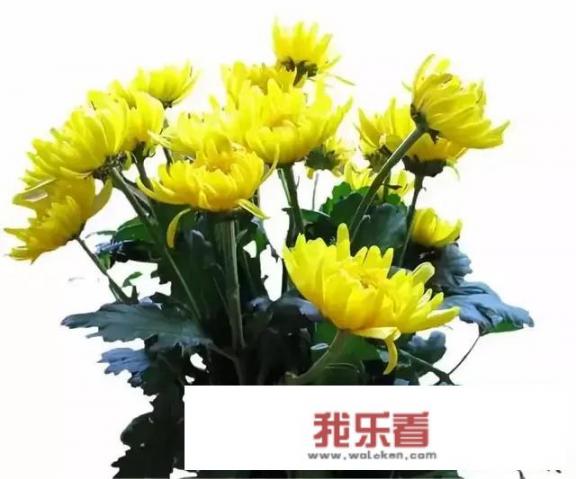 又到了清明时节，回农村老家上坟应注意哪些事情？