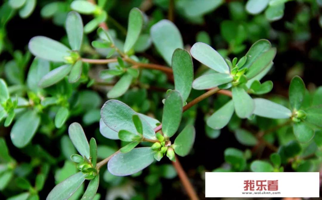 农村野菜马齿苋到底是什么东西？它到底都有哪些不一样的功效？