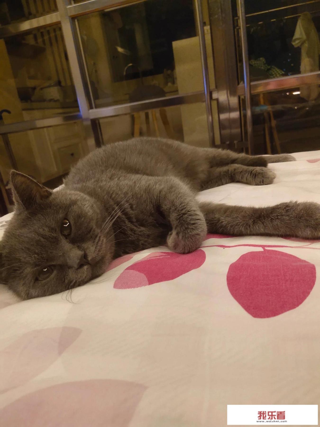 我想养只宠物猫，什么品种比较好，到哪里买？