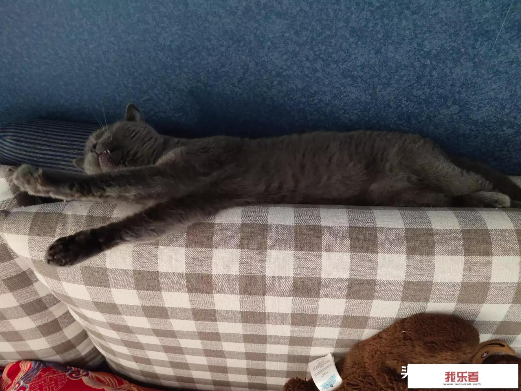 我想养只宠物猫，什么品种比较好，到哪里买？