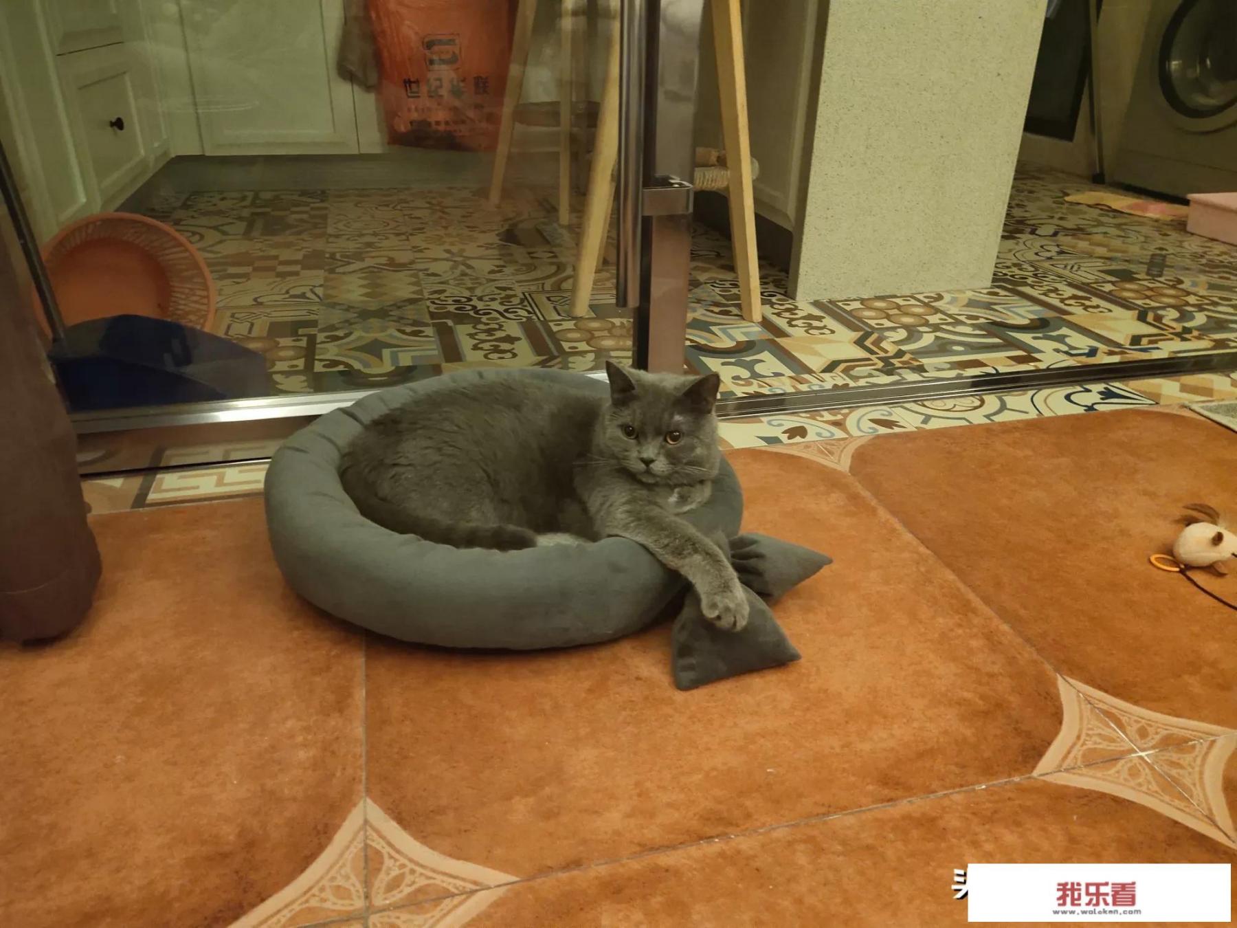 我想养只宠物猫，什么品种比较好，到哪里买？