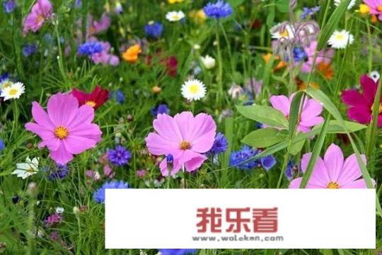 能不能说说你心中最美的一段话，配几张春天图片可以吗？