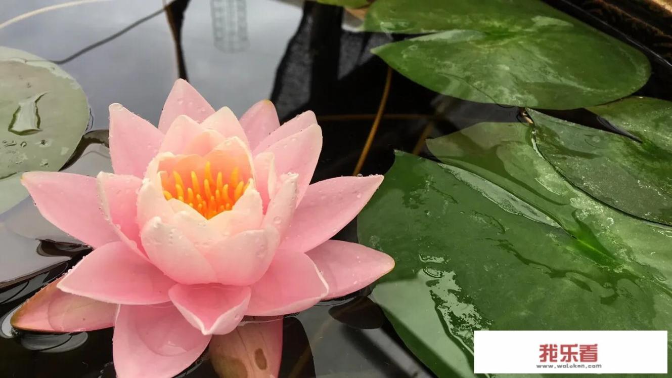 张大千德波境莲花图什么意思？
