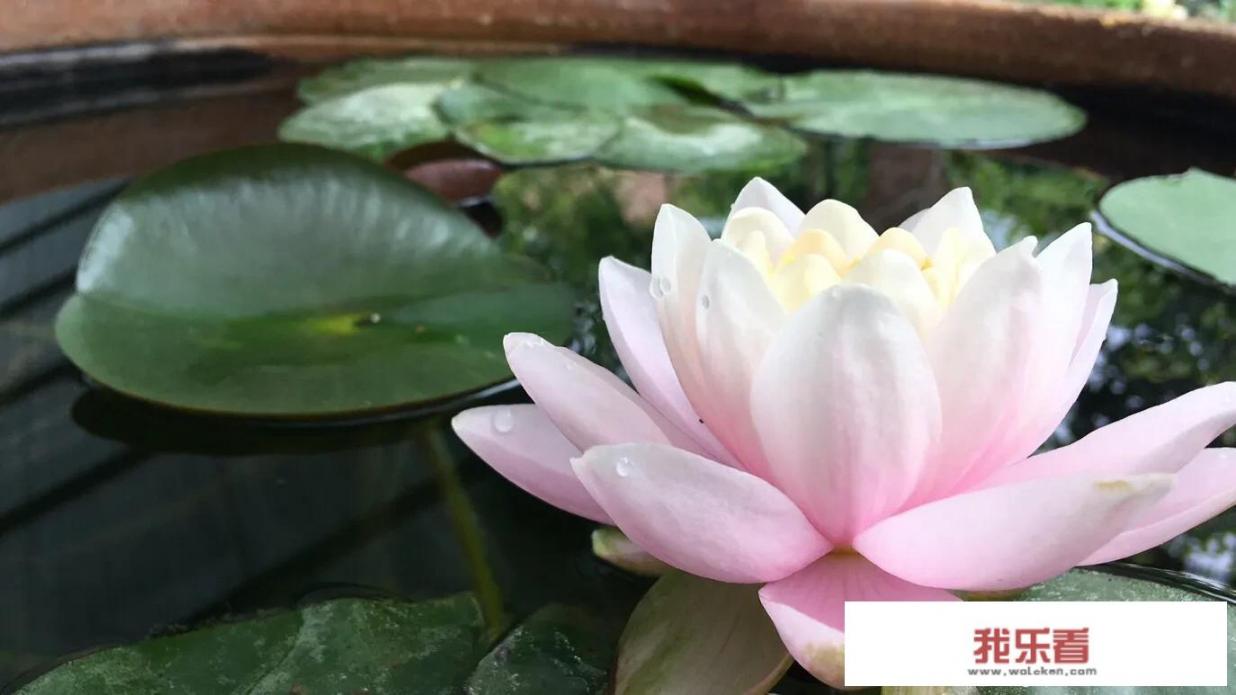 张大千德波境莲花图什么意思？