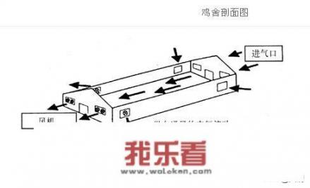 地下养鸡场怎么设计？
