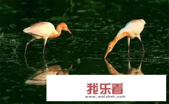 鸟的种类及名称、图片？