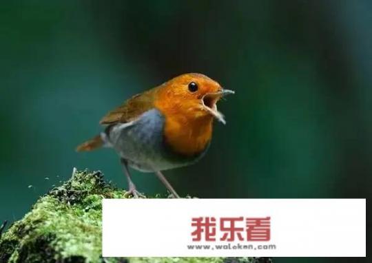 鸟的种类及名称、图片？