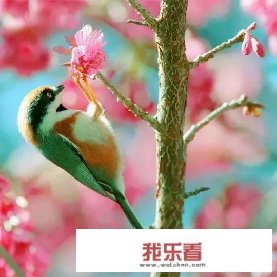 鸟的种类及名称、图片？