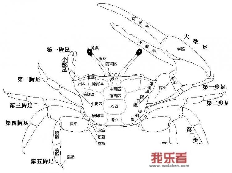 冰箱保存螃蟹设置几档？