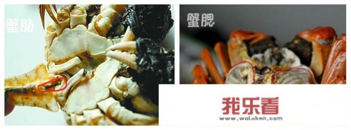 冰箱保存螃蟹设置几档？