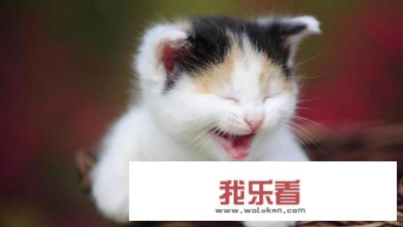 猫咪名字大全可爱？