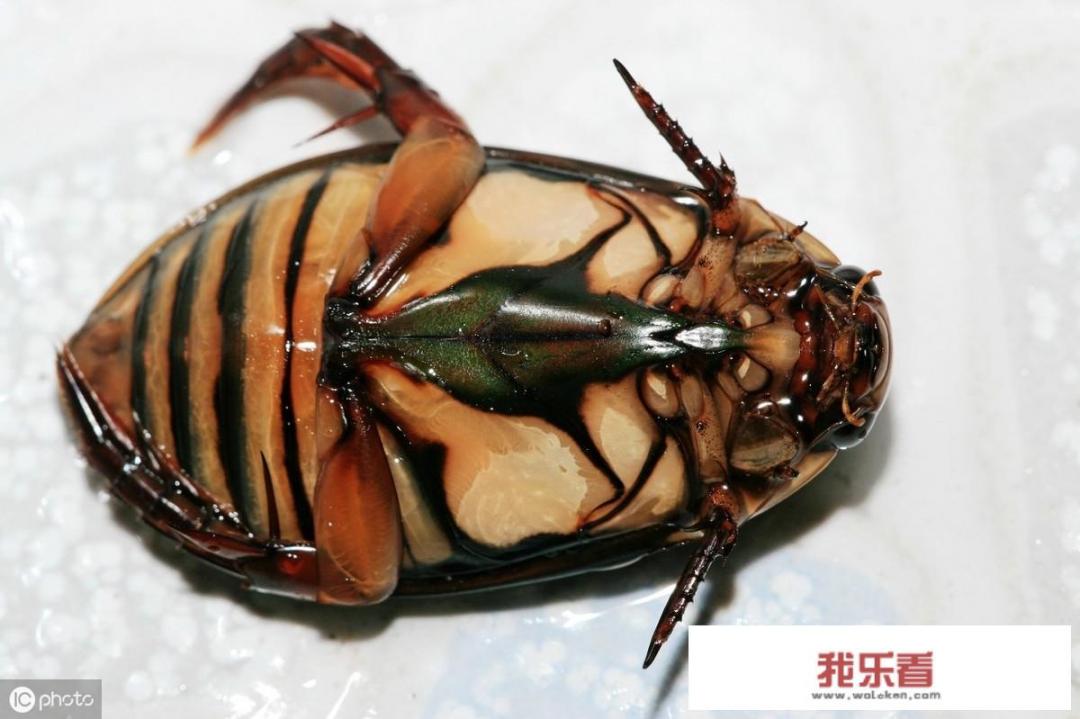 农村水塘里叫“水蟑螂”的虫子，擅长潜水也能飞，到底是益虫还是害虫呢？