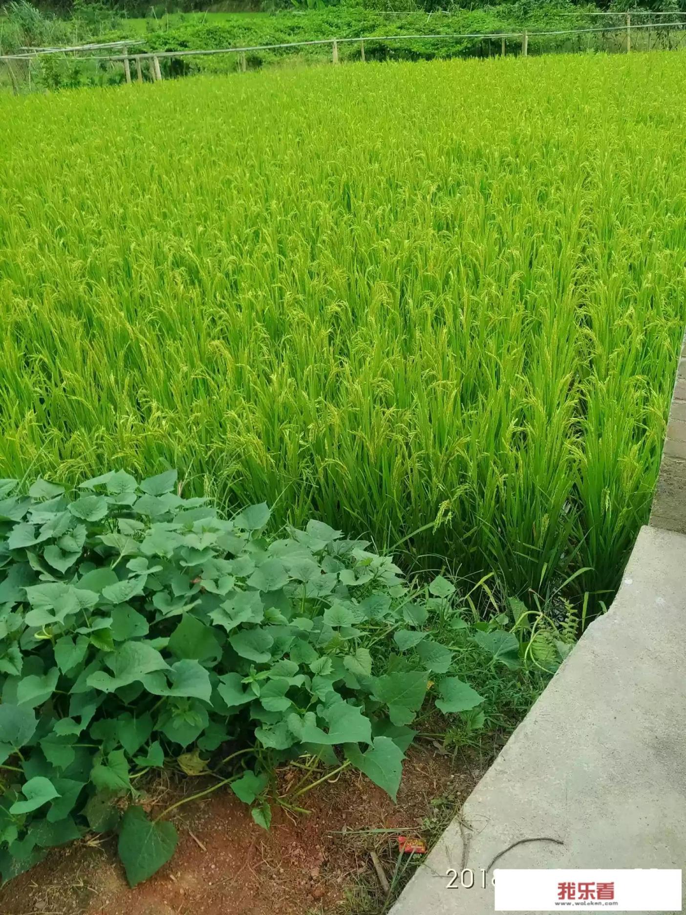 红薯叶子皱皱的是什么病害？该用什么药打呢？