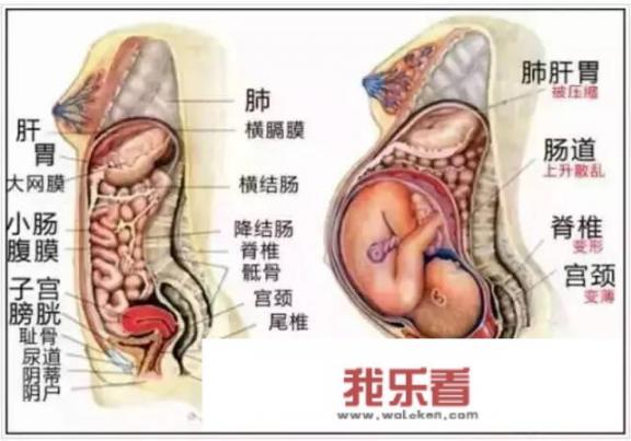 怀孕后妈妈内脏都被挤成什么样子了？