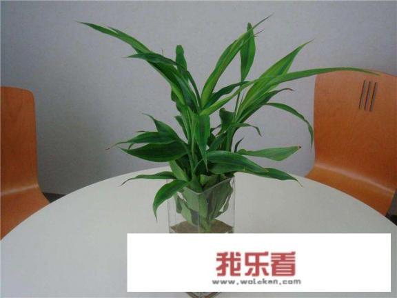 富贵竹喜阴还是喜阳，该如何养？