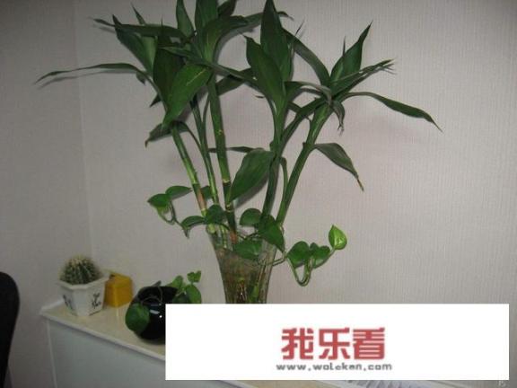 富贵竹喜阴还是喜阳，该如何养？