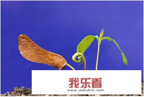 苗木和树木如何区分？