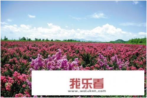 苗木和树木如何区分？