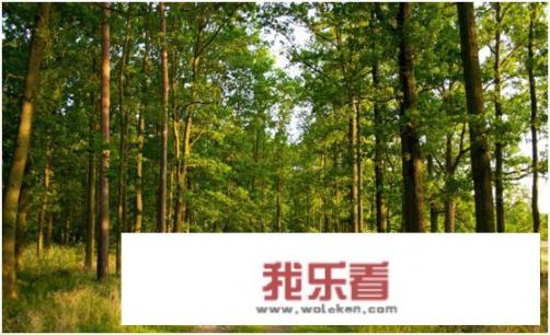 苗木和树木如何区分？