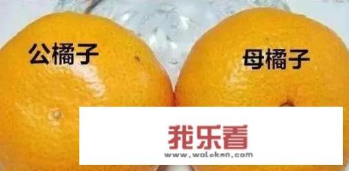 橘子公母图片对比？