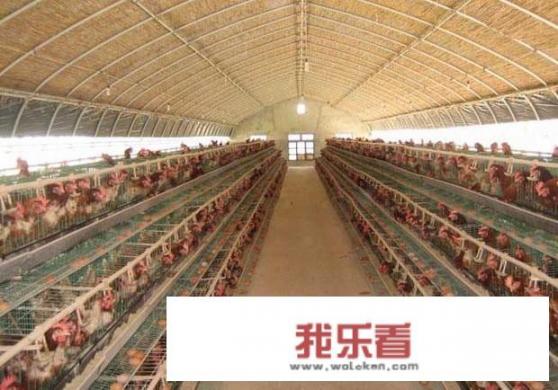 新式养鸡大棚建造方案？