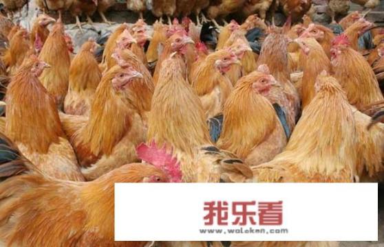 新式养鸡大棚建造方案？