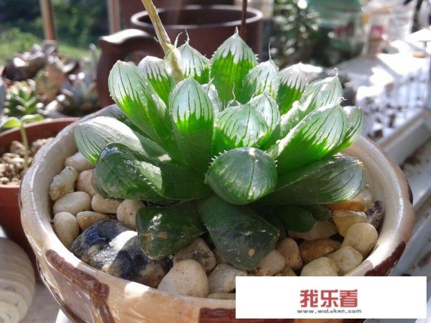 英特尔酷睿t9900鲁大师跑分(图片)？