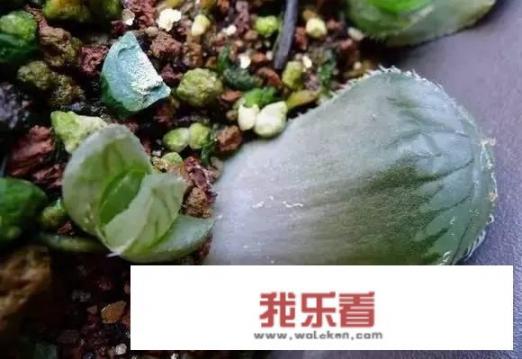 英特尔酷睿t9900鲁大师跑分(图片)？