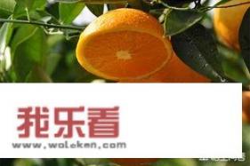 为什么褚橙不如赣南脐橙好吃还卖那么贵？